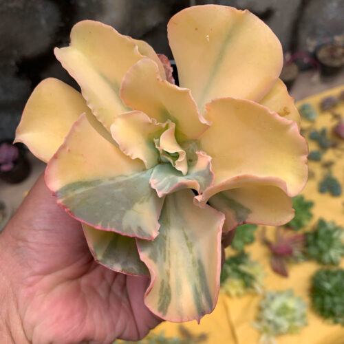 Echeveria Shaviana Curly Variegated / Echeveria Can Can Variegated, real gallery image #1 plants. Picture taken directly from kaktus.id community Echeveria farmer green houses.