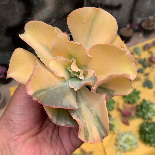 Echeveria Shaviana Curly Variegated / Echeveria Can Can Variegated, real gallery image #26 plants. Picture taken directly from kaktus.id community Echeveria farmer green houses.