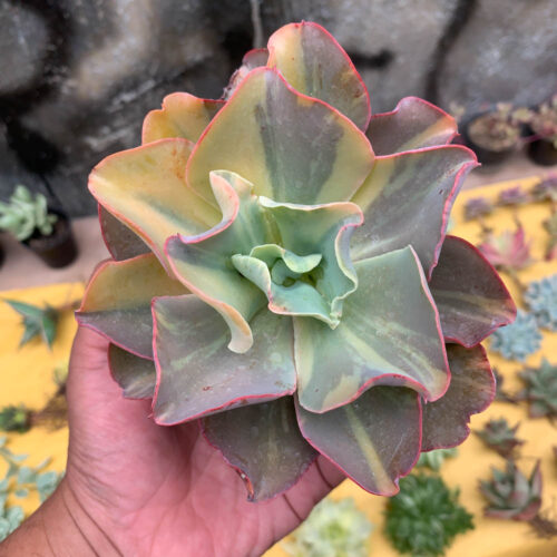 Echeveria Shaviana Curly Variegated / Echeveria Can Can Variegated, real gallery image #24 plants. Picture taken directly from kaktus.id community Echeveria farmer green houses.