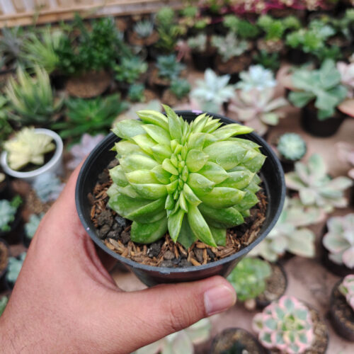 Echeveria Gilva Cristata Variegated, real gallery image #12 plants. Picture taken directly from kaktus.id community Echeveria farmer green houses.