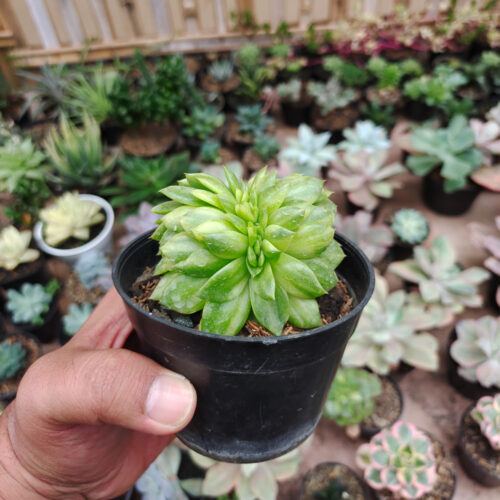 Echeveria Gilva Cristata Variegated, real gallery image #13 plants. Picture taken directly from kaktus.id community Echeveria farmer green houses.