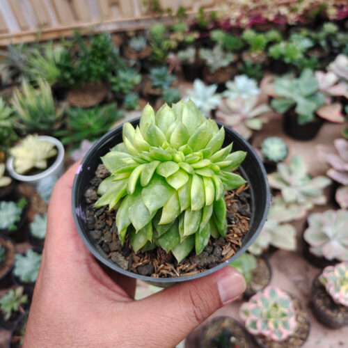 Echeveria Gilva Cristata Variegated, real gallery image #21 plants. Picture taken directly from kaktus.id community Echeveria farmer green houses.