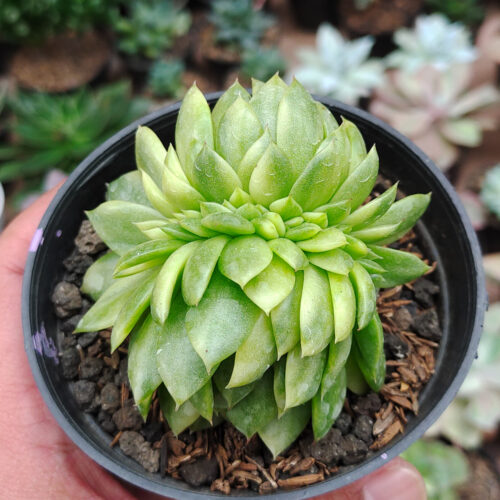 Echeveria Gilva Cristata Variegated, real gallery image #1 plants. Picture taken directly from kaktus.id community Echeveria farmer green houses.