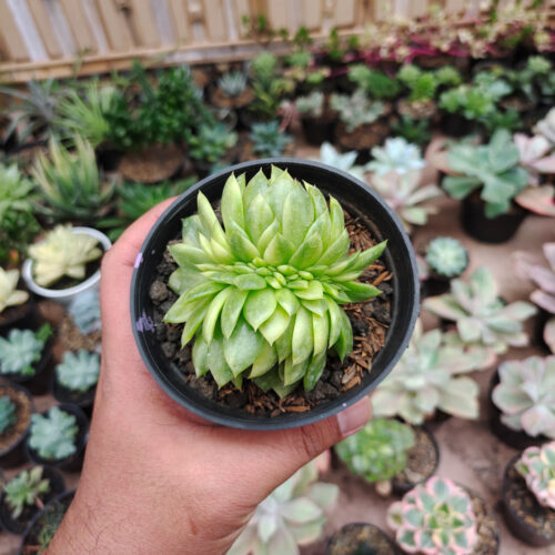 Echeveria Gilva Cristata Variegated, real gallery image #20 plants. Picture taken directly from kaktus.id community Echeveria farmer green houses.