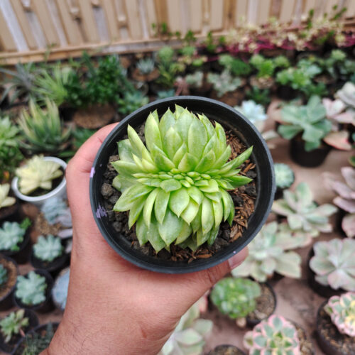 Echeveria Gilva Cristata Variegated, real gallery image #19 plants. Picture taken directly from kaktus.id community Echeveria farmer green houses.