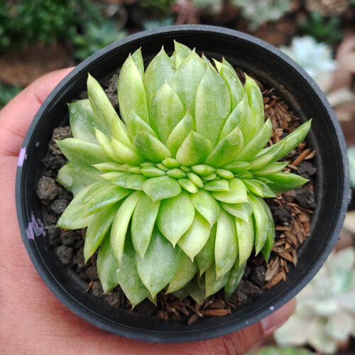 Echeveria Gilva Cristata Variegated, real gallery image #18 plants. Picture taken directly from kaktus.id community Echeveria farmer green houses.