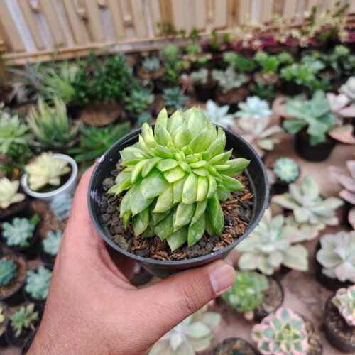 Echeveria Gilva Cristata Variegated, real gallery image #17 plants. Picture taken directly from kaktus.id community Echeveria farmer green houses.