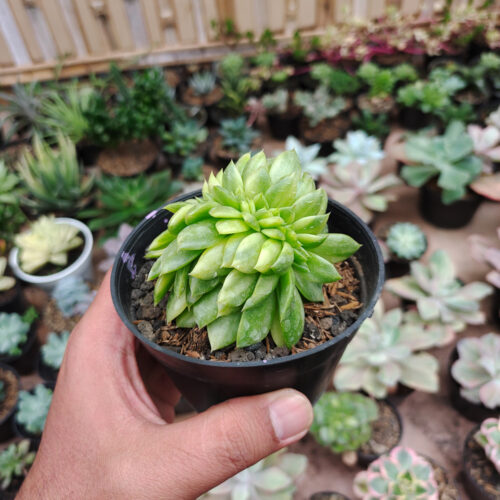 Echeveria Gilva Cristata Variegated, real gallery image #16 plants. Picture taken directly from kaktus.id community Echeveria farmer green houses.