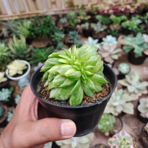 Echeveria Gilva Cristata Variegated, real gallery image #15 plants. Picture taken directly from kaktus.id community Echeveria farmer green houses.
