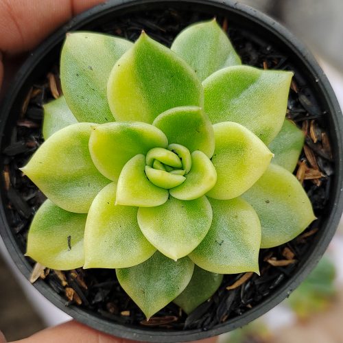 Echeveria Gilva Variegated, real gallery image #13 plants. Picture taken directly from kaktus.id community Echeveria farmer green houses.