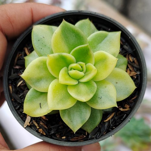 Echeveria Gilva Variegated, real gallery image #11 plants. Picture taken directly from kaktus.id community Echeveria farmer green houses.