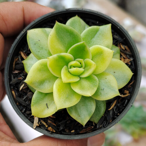 Echeveria Gilva Variegated, real gallery image #9 plants. Picture taken directly from kaktus.id community Echeveria farmer green houses.