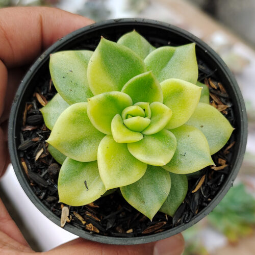 Echeveria Gilva Variegated, real gallery image #7 plants. Picture taken directly from kaktus.id community Echeveria farmer green houses.