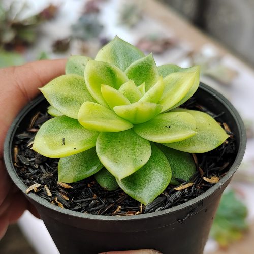Echeveria Gilva Variegated, real gallery image #5 plants. Picture taken directly from kaktus.id community Echeveria farmer green houses.