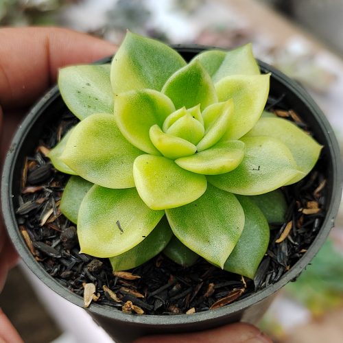 Echeveria Gilva Variegated, real gallery image #3 plants. Picture taken directly from kaktus.id community Echeveria farmer green houses.