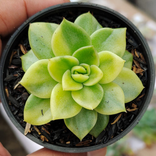 Echeveria Gilva Variegated, real gallery image #1 plants. Picture taken directly from kaktus.id community Echeveria farmer green houses.