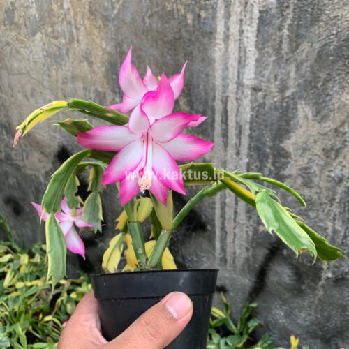 Schlumbergera Truncata Variegated - Thanksgiving Cactus, real gallery image #7 plants. Picture taken directly from kaktus.id community Schlumbergera farmer green houses.