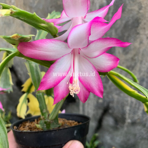 Schlumbergera Truncata Variegated - Thanksgiving Cactus, real gallery image #5 plants. Picture taken directly from kaktus.id community Schlumbergera farmer green houses.
