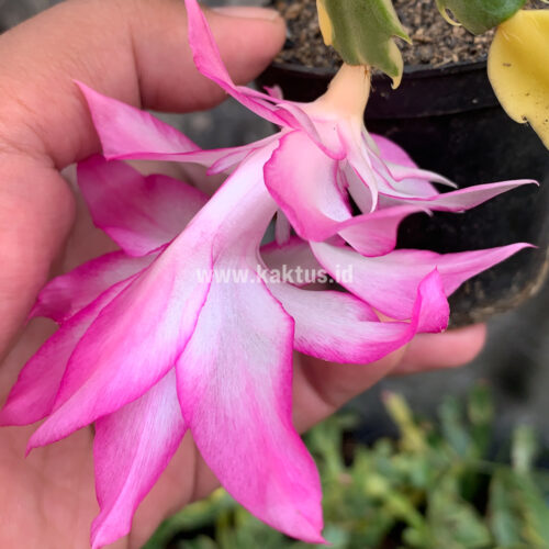 Schlumbergera Truncata Variegated - Thanksgiving Cactus, real gallery image #4 plants. Picture taken directly from kaktus.id community Schlumbergera farmer green houses.