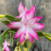 Schlumbergera Truncata Variegated - Thanksgiving Cactus, real gallery image #16 plants. Picture taken directly from kaktus.id community Schlumbergera farmer green houses.