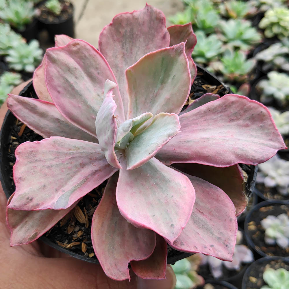 kaktus.id
