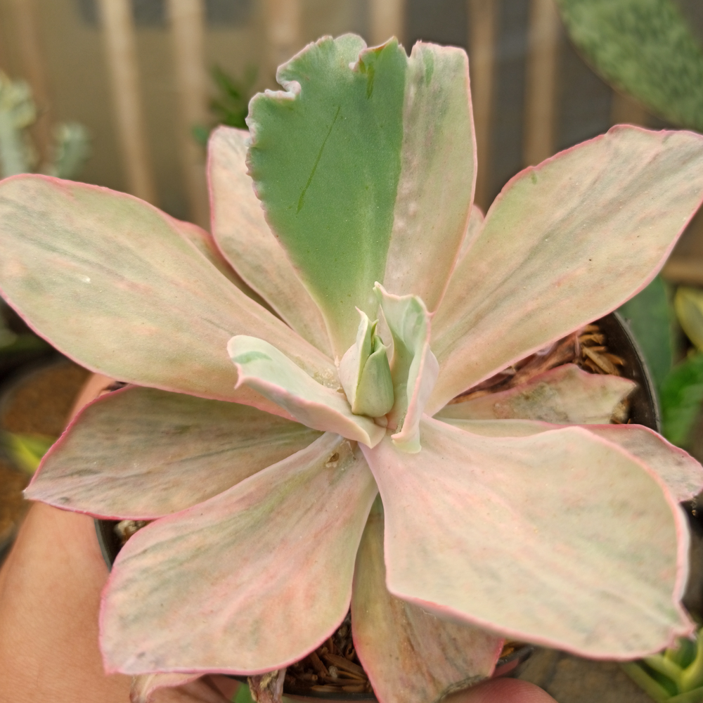 kaktus.id