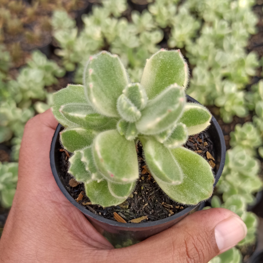 kaktus.id