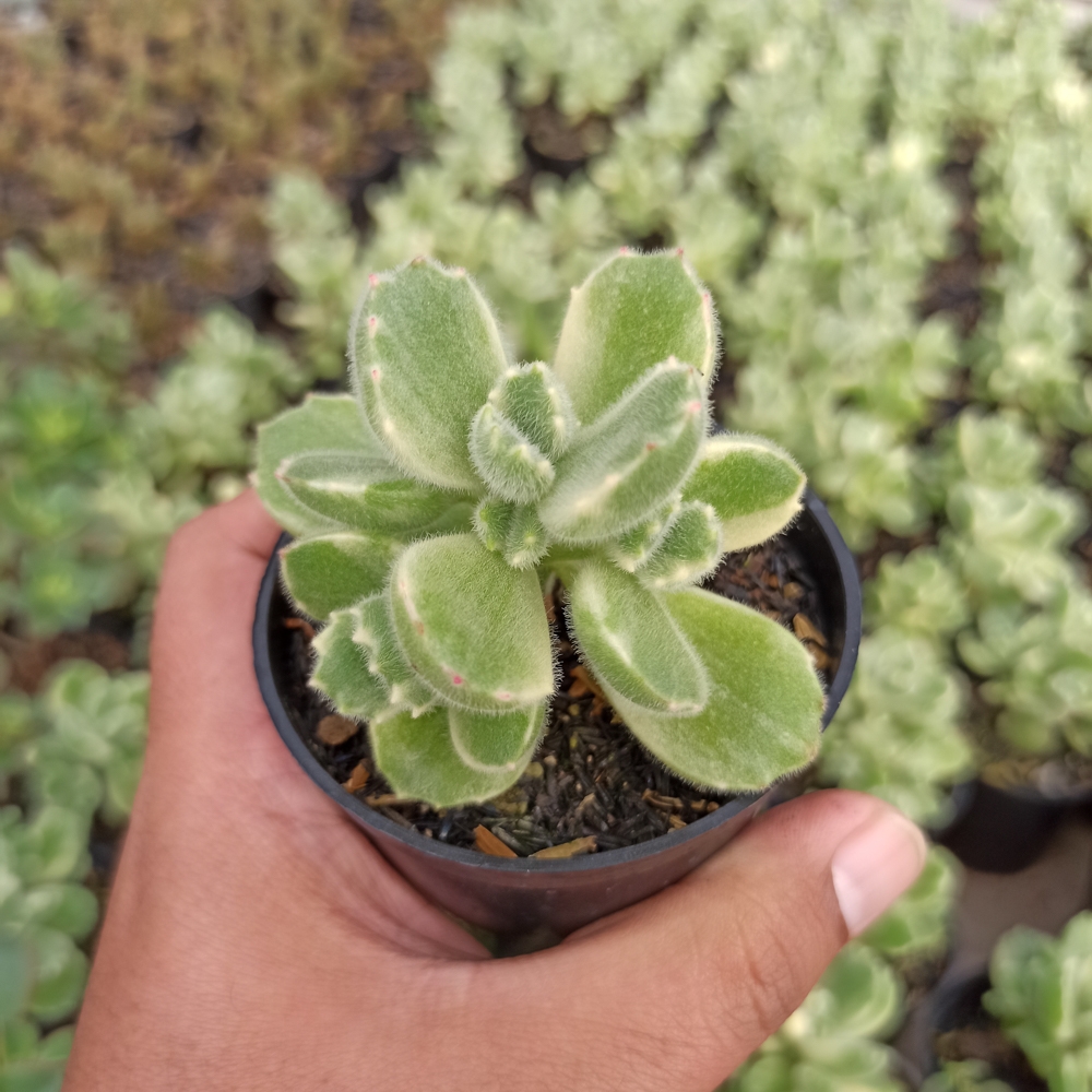 kaktus.id
