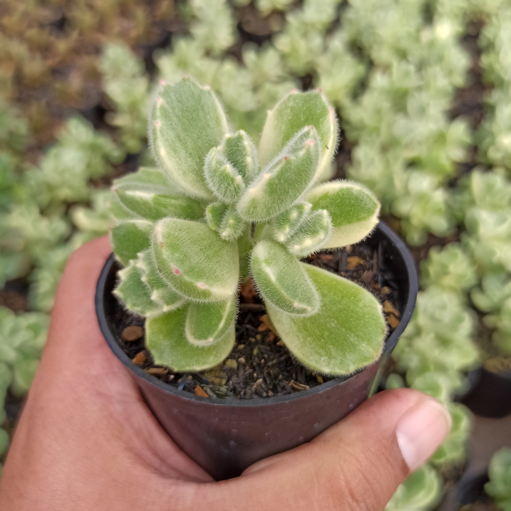 kaktus.id