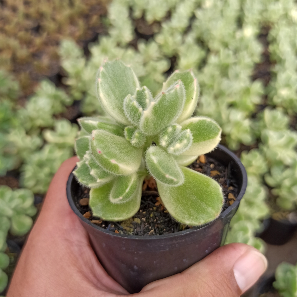 kaktus.id