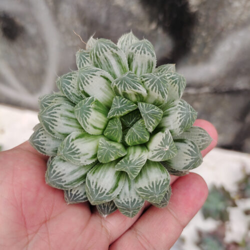 Haworthia Cooperi Var. Truncata White Variegated, real gallery image #1 plants. Picture taken directly from kaktus.id community Haworthia farmer green houses.