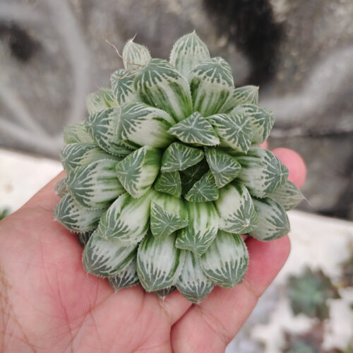 Haworthia Cooperi Var. Truncata White Variegated, real gallery image #3 plants. Picture taken directly from kaktus.id community Haworthia farmer green houses.
