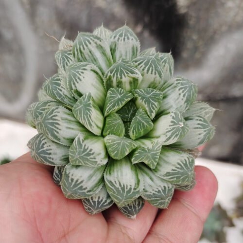 Haworthia Cooperi Var. Truncata White Variegated, real gallery image #5 plants. Picture taken directly from kaktus.id community Haworthia farmer green houses.