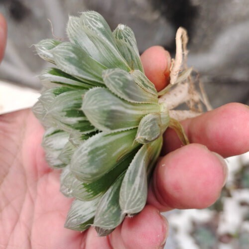 Haworthia Cooperi Var. Truncata White Variegated, real gallery image #7 plants. Picture taken directly from kaktus.id community Haworthia farmer green houses.