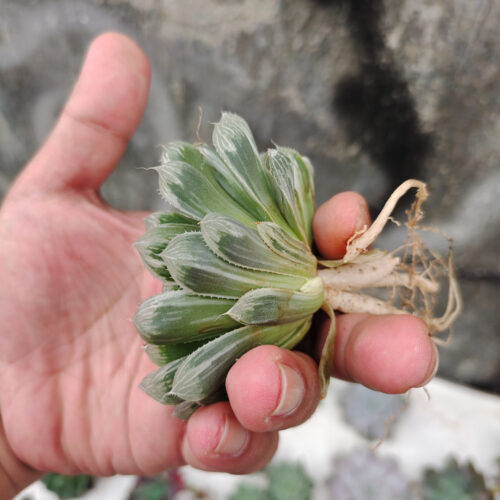 Haworthia Cooperi Var. Truncata White Variegated, real gallery image #9 plants. Picture taken directly from kaktus.id community Haworthia farmer green houses.