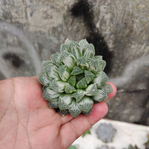 Haworthia Cooperi Var. Truncata White Variegated, real gallery image #11 plants. Picture taken directly from kaktus.id community Haworthia farmer green houses.