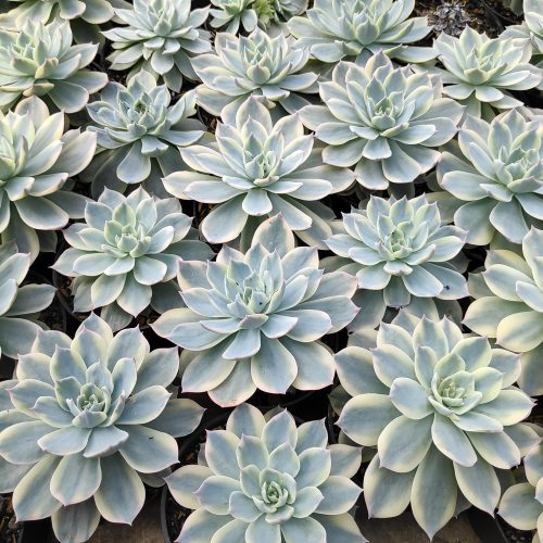 Echeveria Subsessilis Variegated, real gallery image #5 plants. Picture taken directly from kaktus.id community Echeveria farmer green houses.