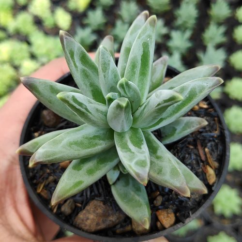 Pachyveria Glauca 'Little Jewel', real gallery image #3 plants. Picture taken directly from kaktus.id community Pachyveria farmer green houses.