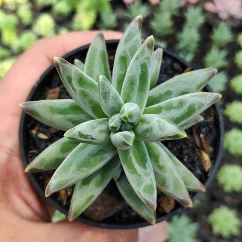 Pachyveria Glauca 'Little Jewel', real gallery image #5 plants. Picture taken directly from kaktus.id community Pachyveria farmer green houses.