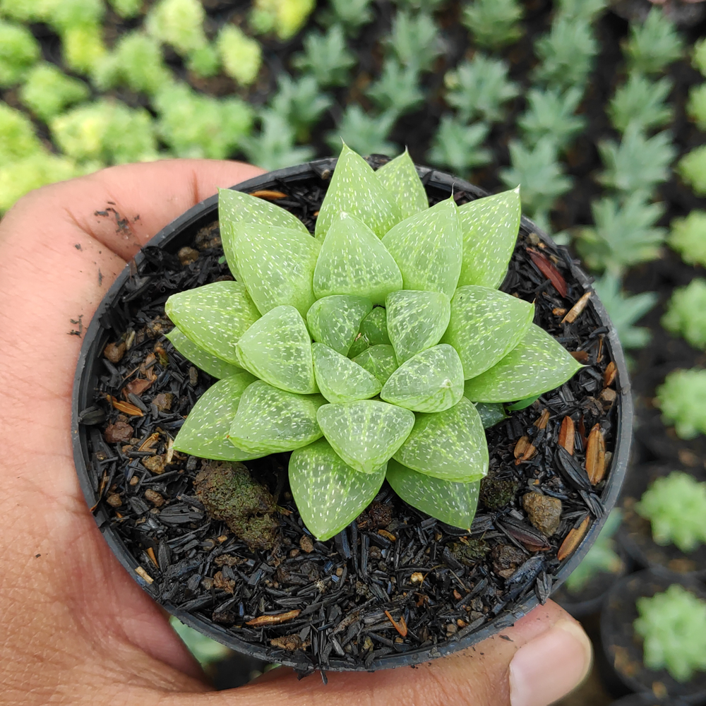 kaktus.id