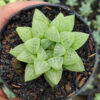 Haworthia Reticulata Var. Hurlingii, real feature image plant. Picture taken directly from kaktus.id community Haworthia farmer green houses.