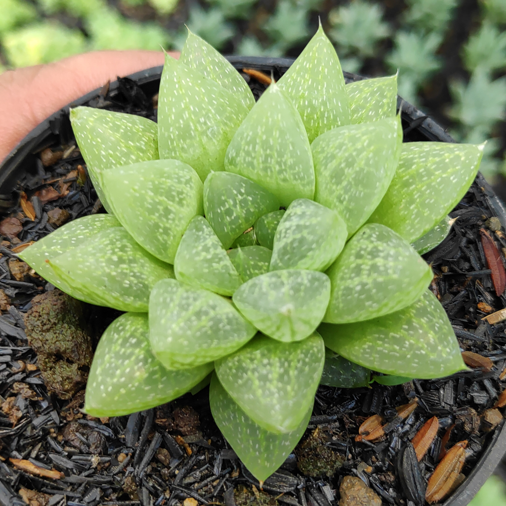 kaktus.id