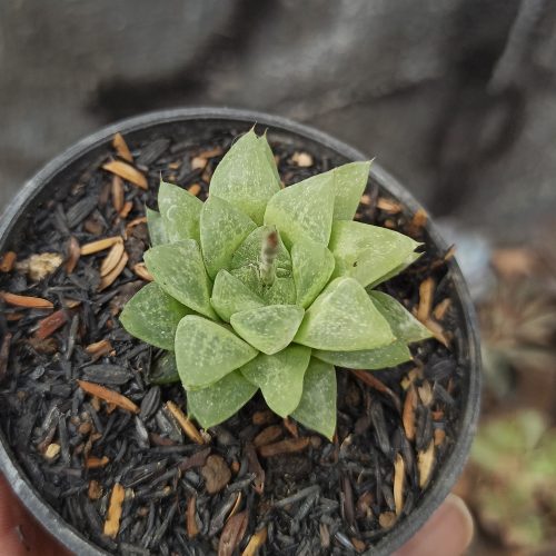 Haworthia Reticulata Var. Hurlingii, real gallery image #5 plants. Picture taken directly from kaktus.id community Haworthia farmer green houses.
