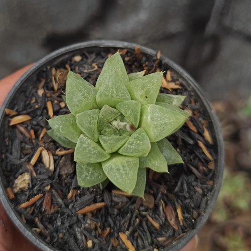 Haworthia Reticulata Var. Hurlingii, real gallery image #2 plants. Picture taken directly from kaktus.id community Haworthia farmer green houses.