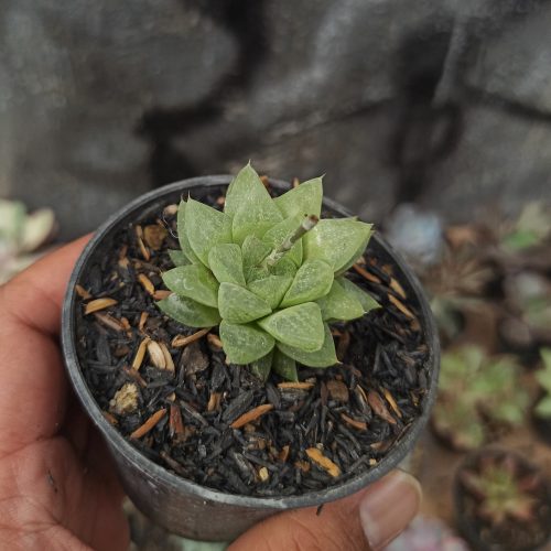 Haworthia Reticulata Var. Hurlingii, real gallery image #3 plants. Picture taken directly from kaktus.id community Haworthia farmer green houses.