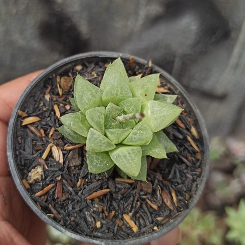 Haworthia Reticulata Var. Hurlingii, real gallery image #1 plants. Picture taken directly from kaktus.id community Haworthia farmer green houses.