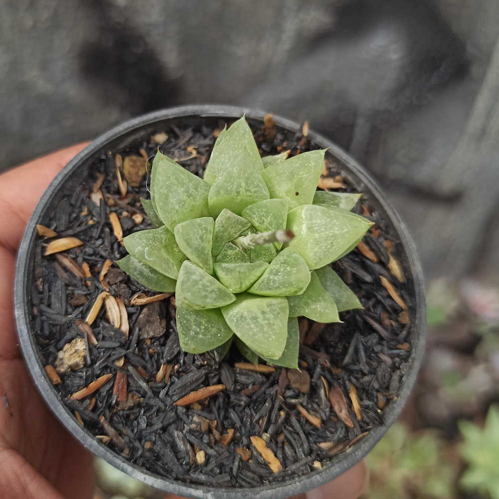 kaktus.id