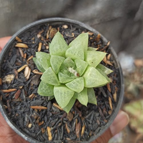 Haworthia Reticulata Var. Hurlingii, real gallery image #4 plants. Picture taken directly from kaktus.id community Haworthia farmer green houses.