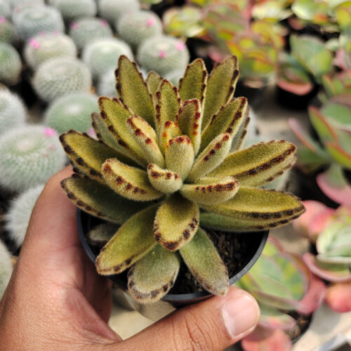 Kalanchoe Tomentosa Chocolate Soldier, real gallery image #1 plants. Picture taken directly from kaktus.id community Kalanchoe farmer green houses.