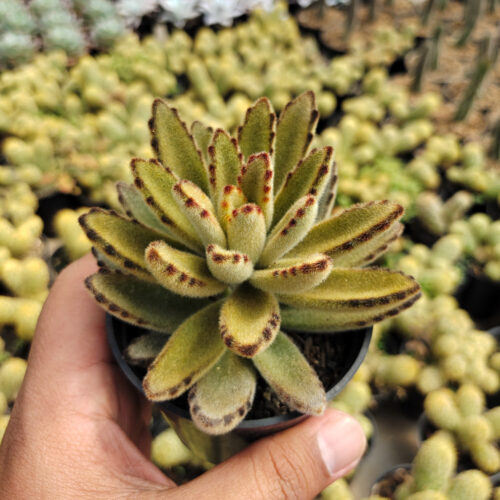 Kalanchoe Tomentosa Chocolate Soldier, real gallery image #2 plants. Picture taken directly from kaktus.id community Kalanchoe farmer green houses.